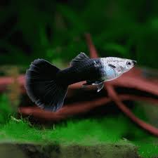 Half Black tuxedo Guppy Pairs