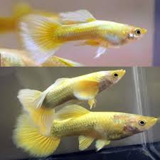 24K Gold Guppys