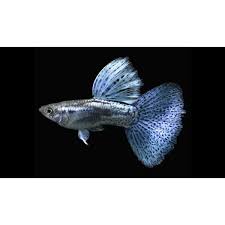 Purple Grass Guppy- Trios