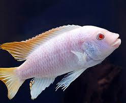 Albino Red Top Ice Mbuna Cichlid