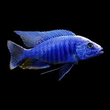 Blue Peacock Cichlid -Aulonocara nyassae