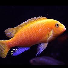 Red Zebra Cichlid
