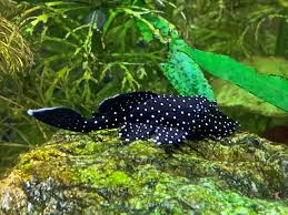 Starlight bristlenose 3-4cm