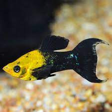 Black and Gold Lyretail Molly