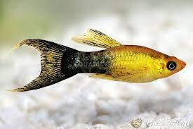 Black and Gold Lyretail Molly
