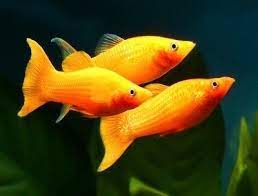 Tangerine Molly