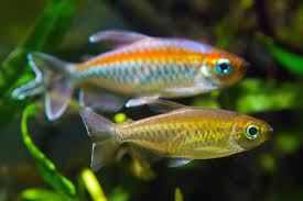 Congo Tetra (Phenacogrammus interruptus)