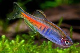 Burmese Glow Light Danio
