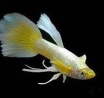 Full Gold Ribbon Guppies