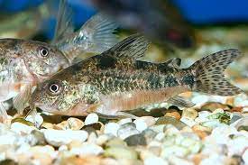 Peppered Corydoras