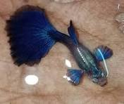 Blue Diamond Guppy
