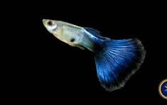 Blue Diamond Guppy