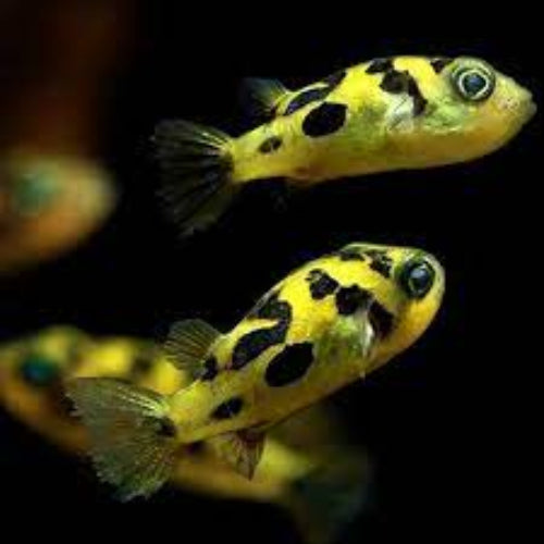 Indian Dwarf Pea Puffer Carinotetraodon Travancoricus Top Fin Aquatics Indian Dwarf Pea Puffer Carinotetraodon Travancoricus Top Fin Aquatics