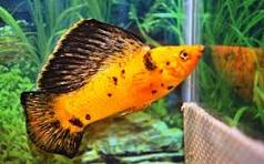 Red Leopard  Sailfin Molly