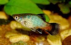 Rainbow wag Platy