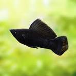 Black Sailfin Molly