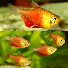 Gold Flame Tetra