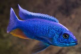 Electric Blue Cichlid - NZ Breed