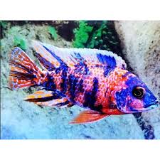 OB Peacock - NZ Breed