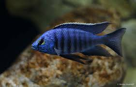 Copadichromis azureus Cichlid - NZ Breed