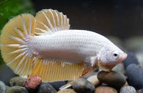 Yellow Dragon Male Betta