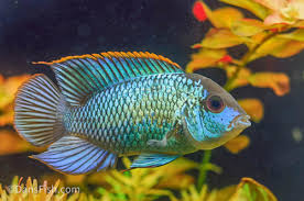 Electric Blue Acara Cichlid (Andinoacara pulcher hybrid),