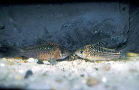 Elegant Corydora
