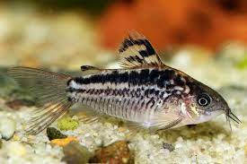 Elegant Corydora