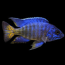Large Flame Tail Cichlid 10-12 cm - NZ Breed