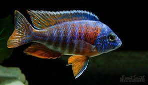 German Red African Cichlid - NZ Breed