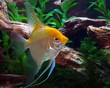 Gold Angel Fish