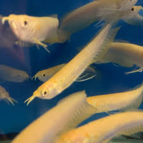 Golden Albino Sliver Arowana