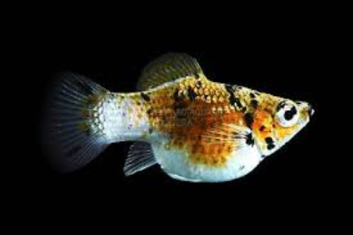 Gold Marble Balloon Molly  (Poecilia sphenops)
