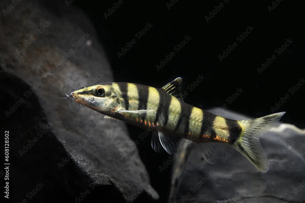 Golden Zebra Loach