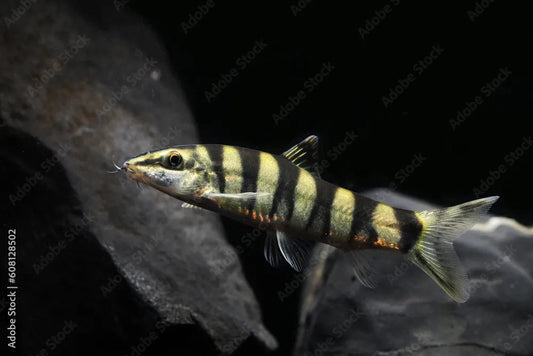 Golden Zebra Loach