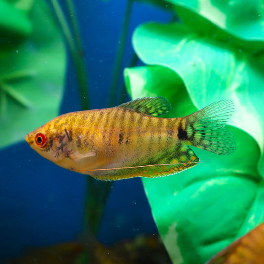 Golden Gourami  (Trichopodus trichopterus)