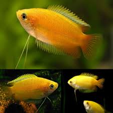 Gold Honey Dwarf Gourami (Trichogaster chuna)