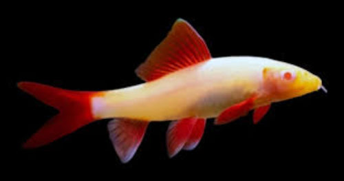 Golden Rainbow Sharks (Epalzeorhynchos frenatum)