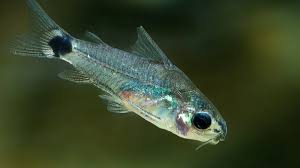 Wild Caught Hastatus Corydoras (Corydoras hastatus)