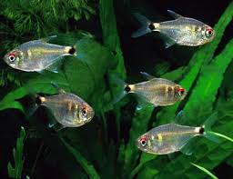 Head and Tail Tetras