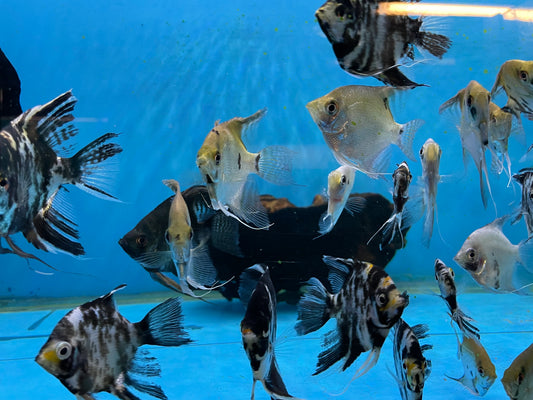 Assorted Fancy Angelfish Angel Fish – Top Fin Aquatics