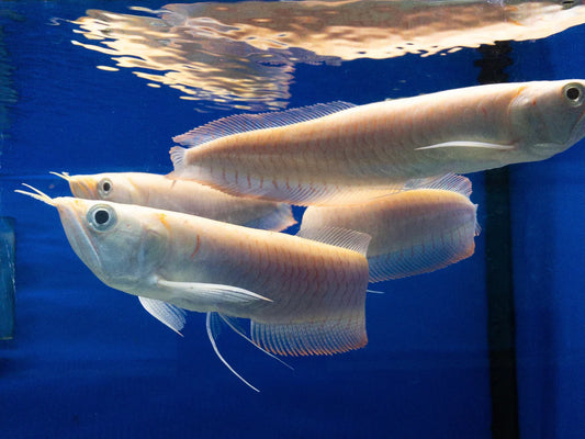 Albino Sliver Arowana
