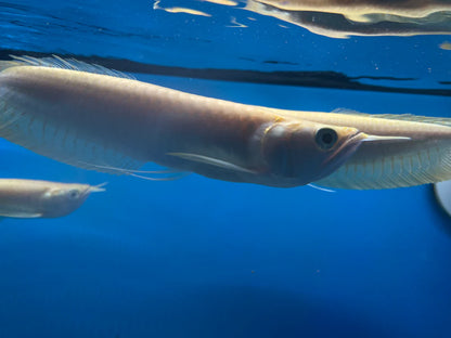 Albino Sliver Arowana