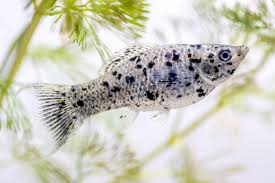 Dalmation Molly