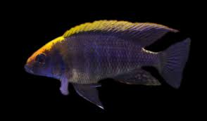 Apache Peacock Cichlid - NZ Breed