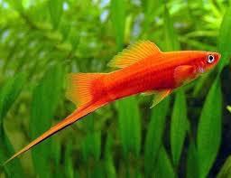 Red Sword Tails