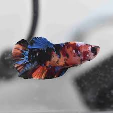 Koi Nemo Male Betta