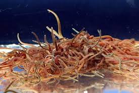 Black Worm Starter Culture
