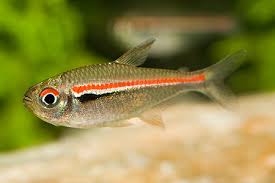 Amapá Tetra (Hyphessobrycon amapaensis)