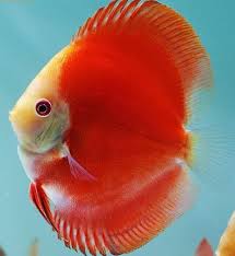 Red Fuji Discus - 6cm